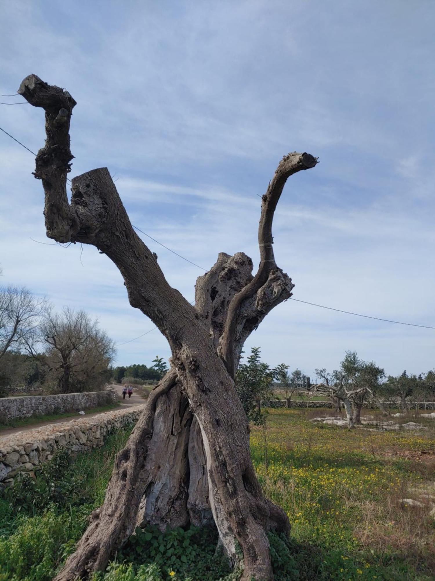 La Nicchia-trullo Corigliano d'Otranto